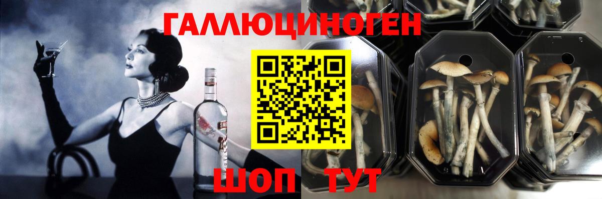 Псилоцибиновые грибы Cubensis Тверь